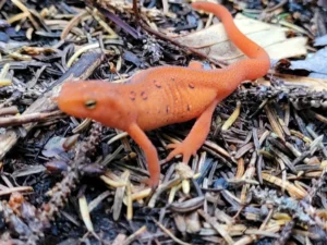 California Newt Taricha torosa on wet ground