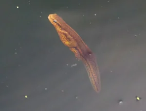 Eastern Newt Notophthalmus viridescens swimming in water 1