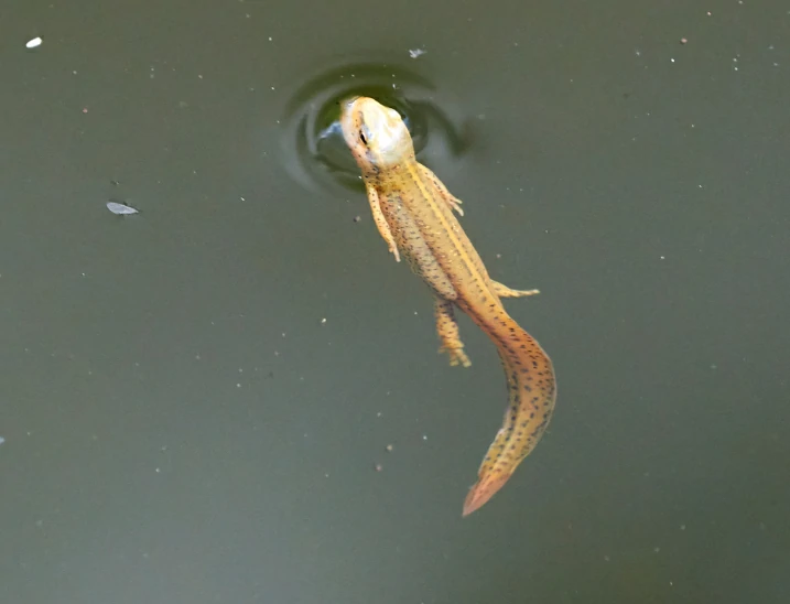 Eastern Newt Notophthalmus viridescens swimming in water 2