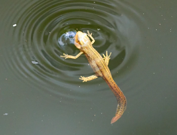 Eastern Newt Notophthalmus viridescens swimming in water 3