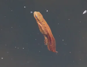 Eastern Newt Notophthalmus viridescens swimming in water
