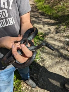 Eastern Rat snake being handled