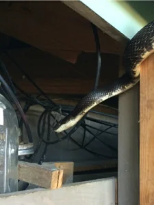 Eastern Rat snake climbing through window