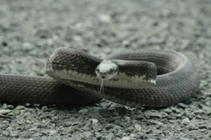 Eastern Rat snake on the ground