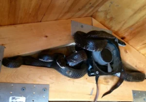 Eastern Ratsnake wrapped around pipe on the ceiling