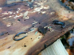 Eastern Red-backed Salamander Plethodon cinereus on a wooden table 1