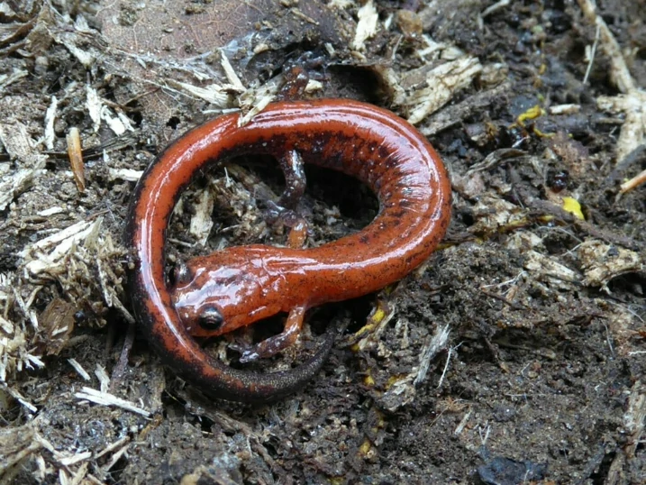 Eastern Red-backed Salamander on forest floor