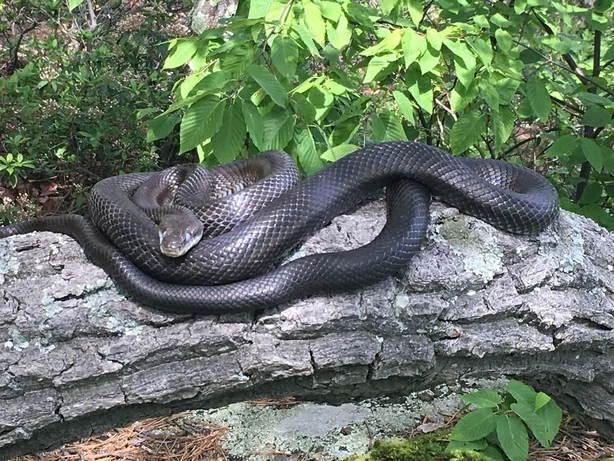 Eastern rat snake on a tree