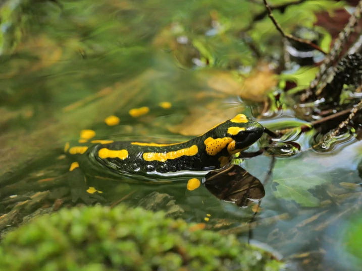 Fire Salamander in water