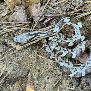 Gray Ratsnake 1