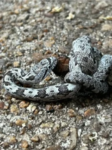 Gray Rat snake eating a lizard 2
