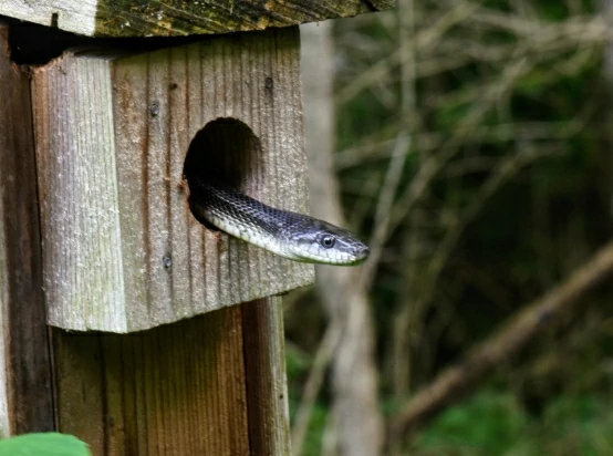Gray Rat snake in a bird house