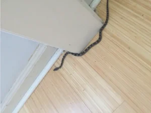 Gray Ratsnake inside the house 2
