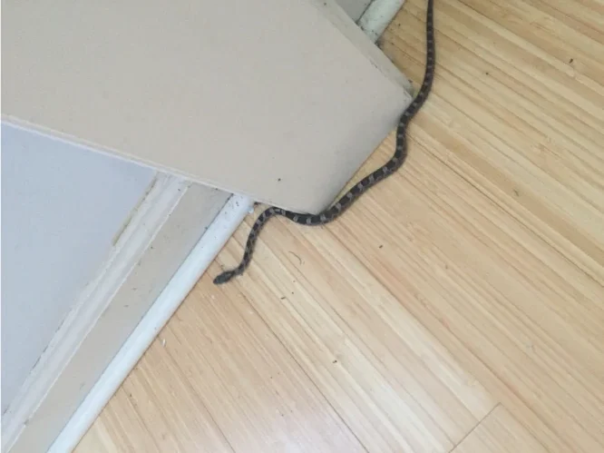 Gray Ratsnake inside the house 2