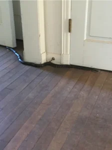 Gray Rat snake inside the house