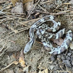 Gray Rat snake on dry ground