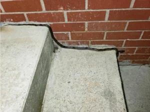 Gray Rat snake on stairs