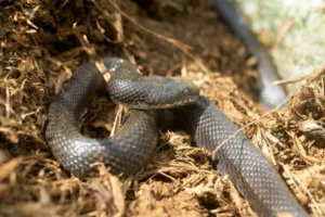 Gray Rat snake on wood shaving