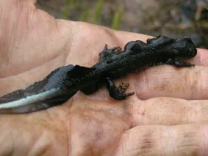 Great Crested Newt Triturus cristatus