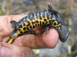 Great Crested Newt Triturus cristatus 3