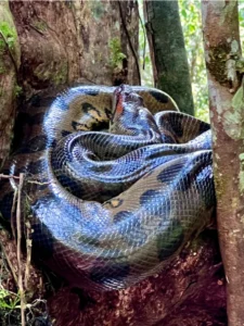 Green Anaconda coiled up