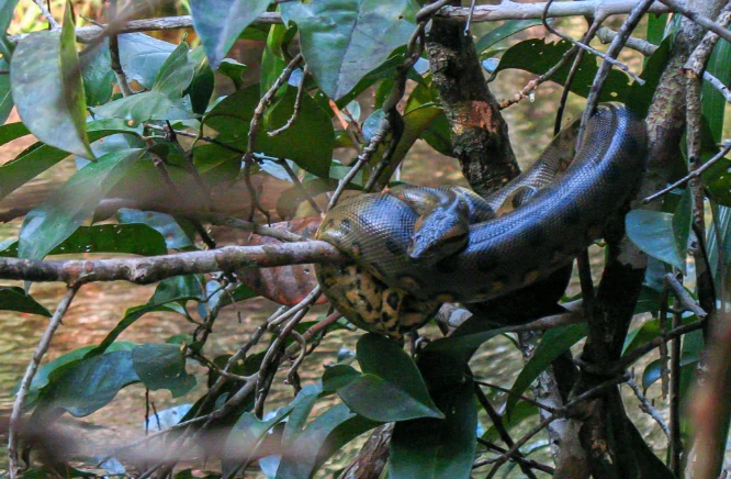 Green Anaconda in a tree