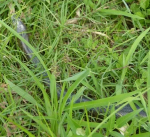 Green Anaconda in grass 1
