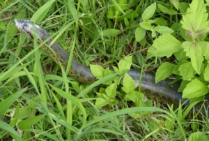 Green Anaconda in grass