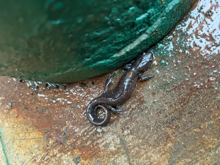 Jefferson Salamander Ambystoma jeffersonianum on a wet floor
