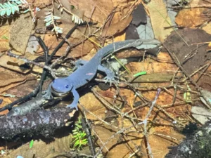 Jefferson Salamander Ambystoma jeffersonianum swimming in a shallow pool 1