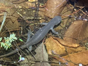Jefferson Salamander Ambystoma jeffersonianum swimming in a shallow pool