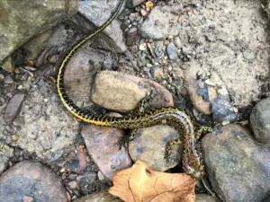 Long-tailed Salamander Eurycea longicauda on wet rocky ground