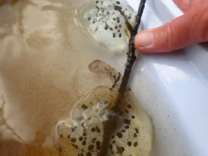 Long-toed Salamander Ambystoma macrodactylum eggs on a stick