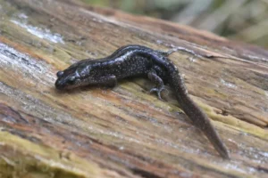 Long-toed Salamander Ambystoma macrodactylum on a dry log