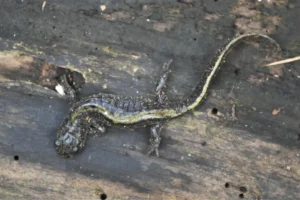 Long-toed Salamander Ambystoma macrodactylum with soil on its body 2