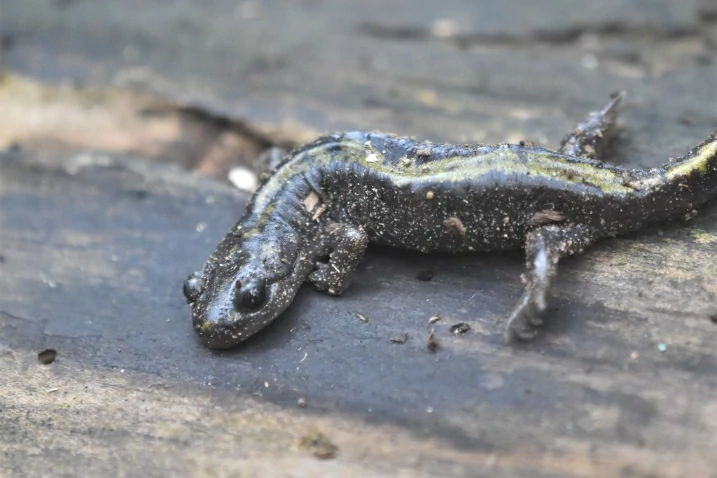 Long-toed Salamander Ambystoma macrodactylum with soil on its body