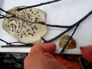 Long-toed Salamander egg mass