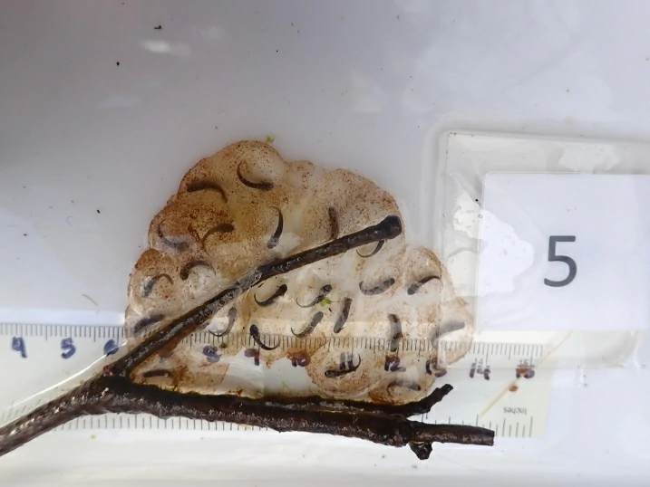 Long-toed Salamander egg mass close to hatching