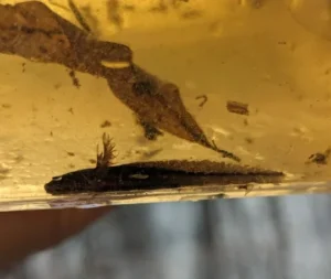 Marbled Salamander Ambystoma opacum larva 1
