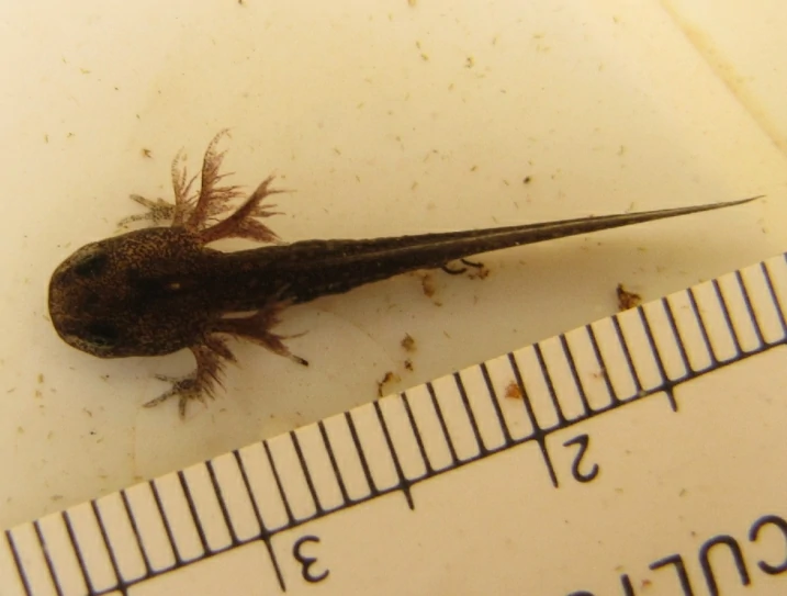 Marbled Salamander Ambystoma opacum larvae