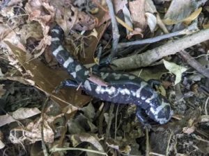 Marbled Salamander Ambystoma opacum on a foor with brown leaves 1