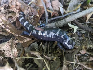 Marbled Salamander Ambystoma opacum on a foor with brown leaves