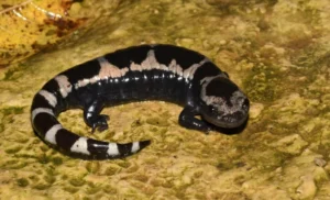 Western Slimy Salamander Plethodon albagula on green moss 1