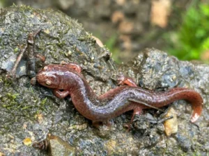 Northern Red Salamander Pseudotriton ruber on a wet rock