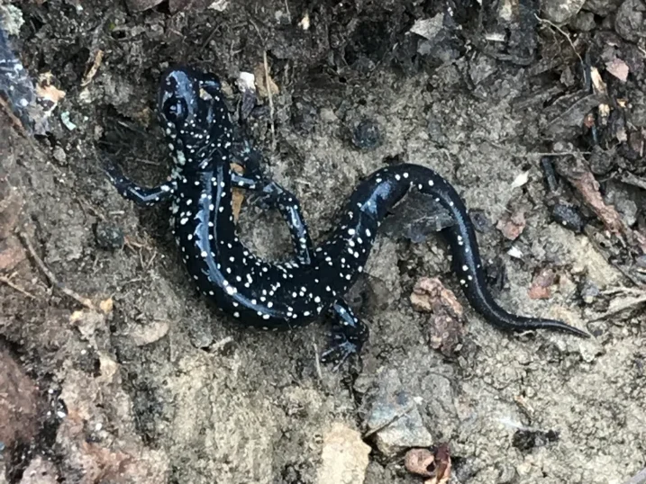 Northern Slimy Salamander Plethodon glutinosus 1