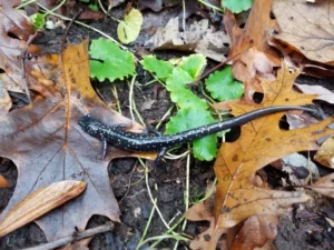 Northern Slimy Salamander Plethodon glutinosus on forest floor