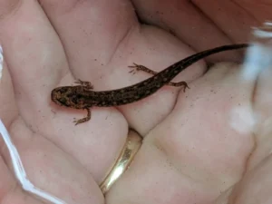 Northern Two-lined Salamander Eurycea bislineata larva 1