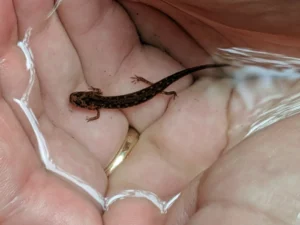 Northern Two-lined Salamander Eurycea bislineata larva 2