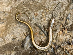 Northern Two-lined Salamander Eurycea bislineata on wet ground