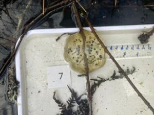 Northwestern Salamander Ambystoma gracile egg mass